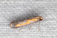 Ochromolopis ictella