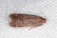 Anacampsis