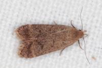Anacampsis