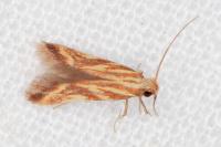 Metzneria aprilella