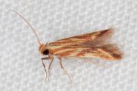 Metzneria aprilella