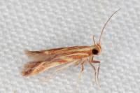 Metzneria aprilella