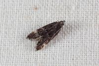 Dichomeris alacella