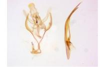 Dichomeris alacella
