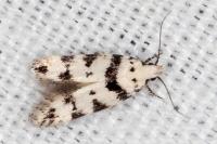 Pseudotelphusa scalella