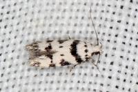 Pseudotelphusa scalella