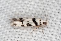 Pseudotelphusa scalella