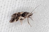 Teleiodes luculella