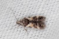 Teleiodes luculella