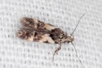 Teleiodes luculella