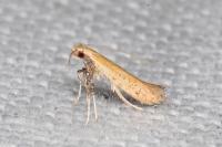 Aspilapteryx limosella