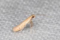 Aspilapteryx limosella