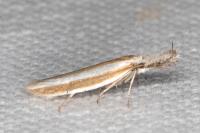 Pleurota aristella