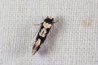 Neurothaumasia ankerella