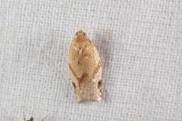Paramesia gnomana