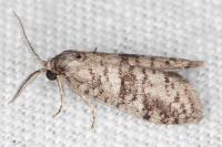 Penestoglossa dardoinella