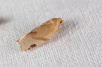 Paramesia gnomana