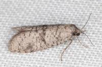 Penestoglossa dardoinella
