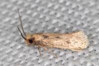 Anomalotinea liguriella