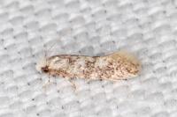 Infurcitinea