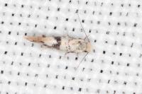 Infurcitinea atrifasciella