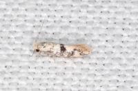 Infurcitinea atrifasciella