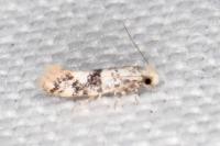 Infurcitinea atrifasciella