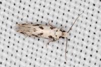 Nemapogon nevadellus