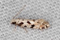 Nemapogon nevadellus