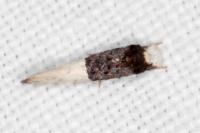 Trichophaga bipartitella