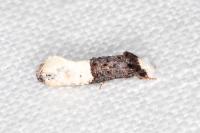 Trichophaga bipartitella