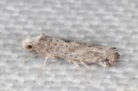 Paraswammerdamia albicapitella