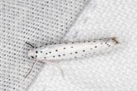 Yponomeuta evonymella