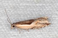 Ancylis apicella