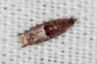 Ancylis sparulana