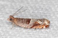 Ancylis sparulana
