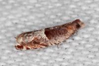 Ancylis sparulana