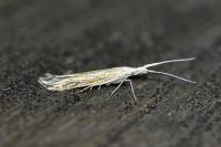 Coleophora