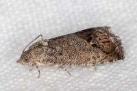 Cydia splendana