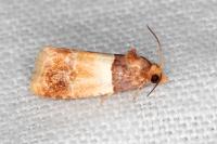 Epinotia festivana