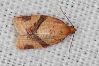 Clepsis consimilana