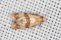 Phalonidia contractana