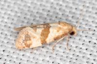 Phalonidia contractana