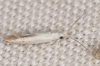 Coleophora betulella