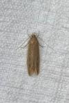 Limnaecia phragmitella