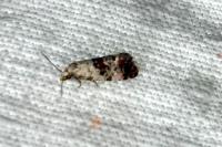 Neocochylis hybridella