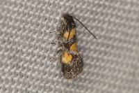 Chrysoesthia sexguttella