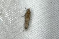 Eucosma