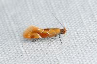 Epicallima formosella