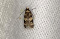 Oegoconia